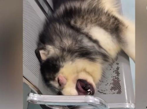 爆料狗狗打架视频大全集,盘点全网热门打架视频合集 第1张 爆料狗狗打架视频大全集,盘点全网热门打架视频合集 第1张